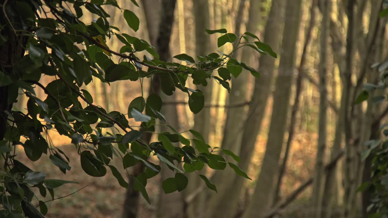에픽 숲, 나무, 가지, 잎, 뿌리, 태양, 구름