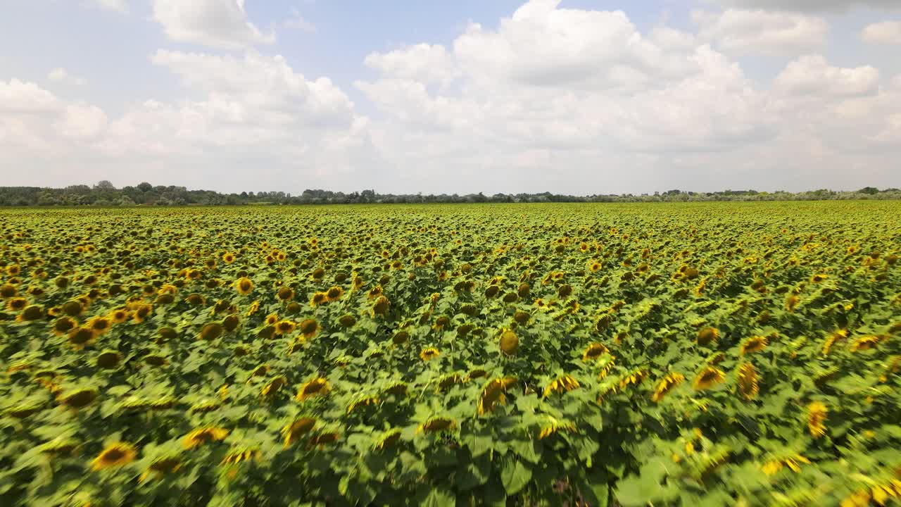 vista aérea del floreciente campo de girasol