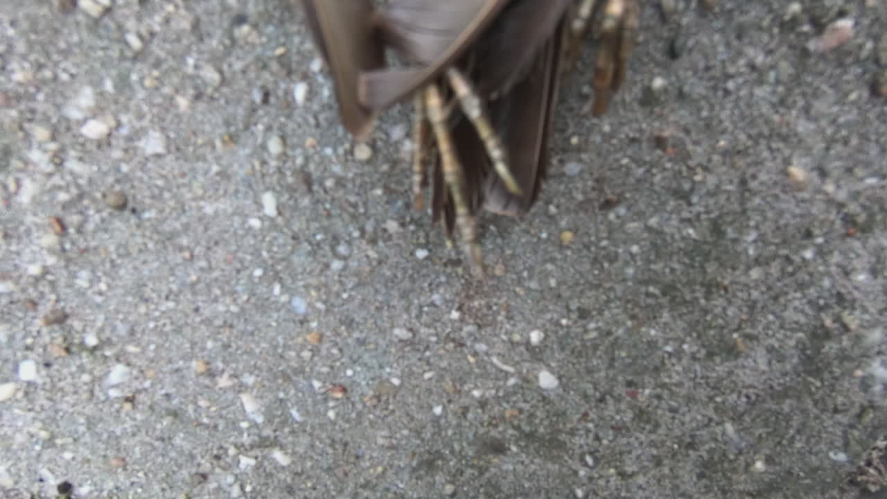 estornino muerto inclinación lenta revelar zoom