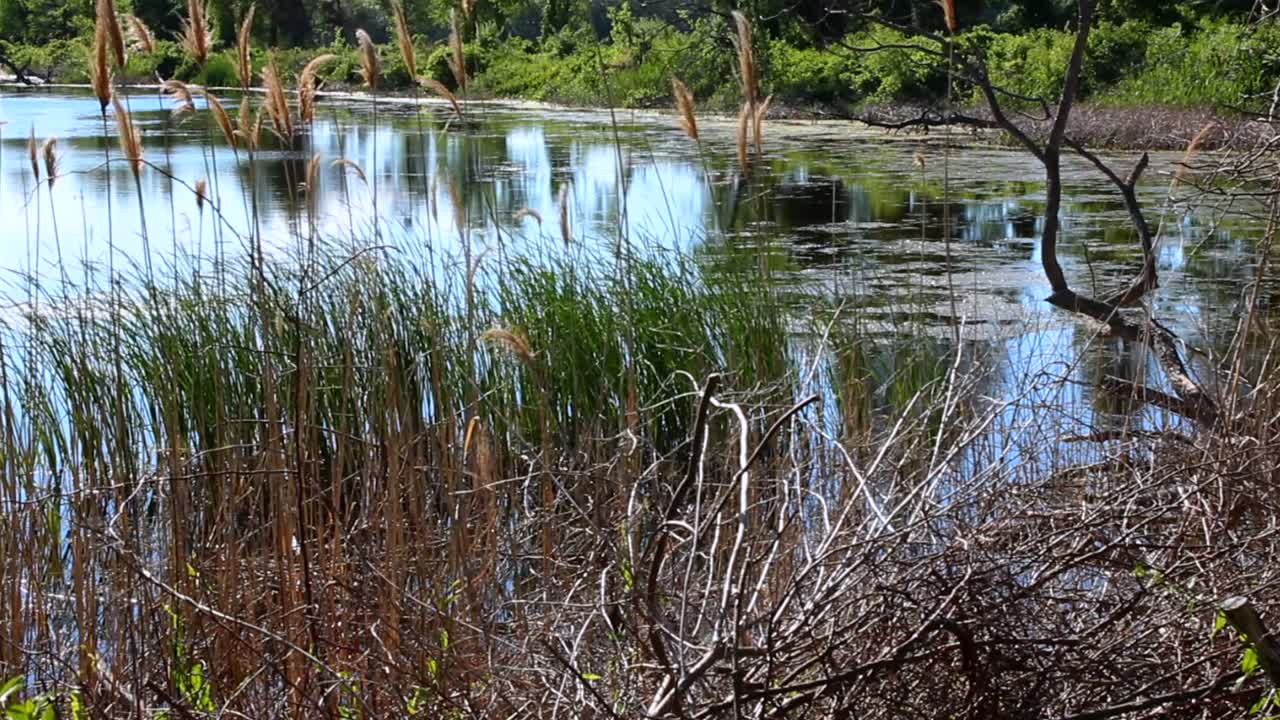 Serene wetland scene at Indiana Dunes National Park with lush reeds and still water reflecting trees. Tranquil, bright daylight enhances the natural beauty