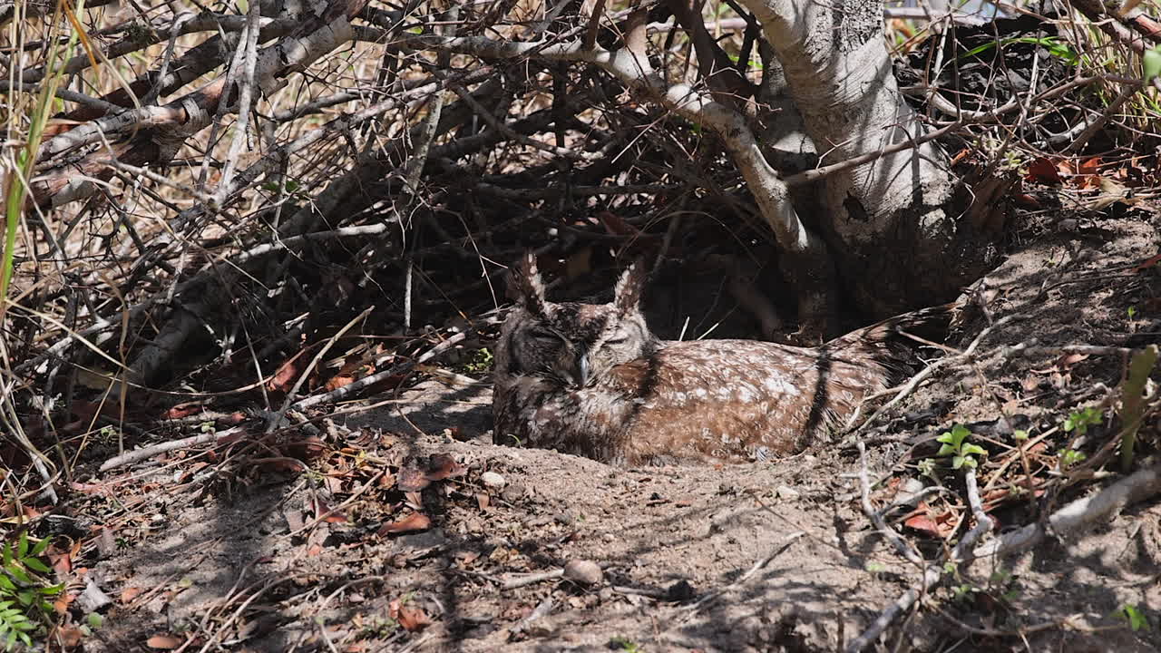 Spotted Eagle owl rests on the ground during day nap in Djuma S Africa