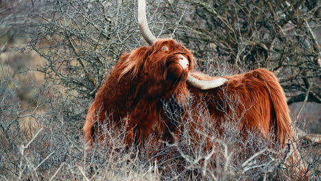 highland cattle scratching itself by horn in woodland of netherlands