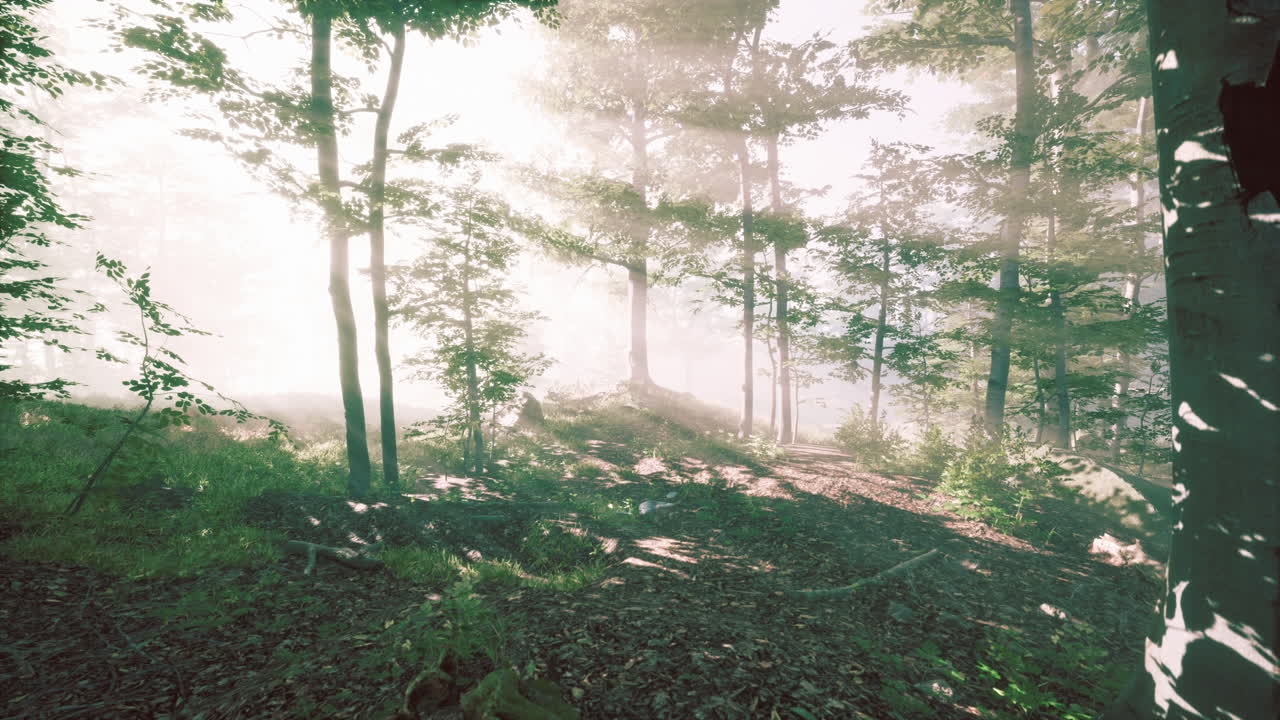 안개 숲을 가로지르는 빛