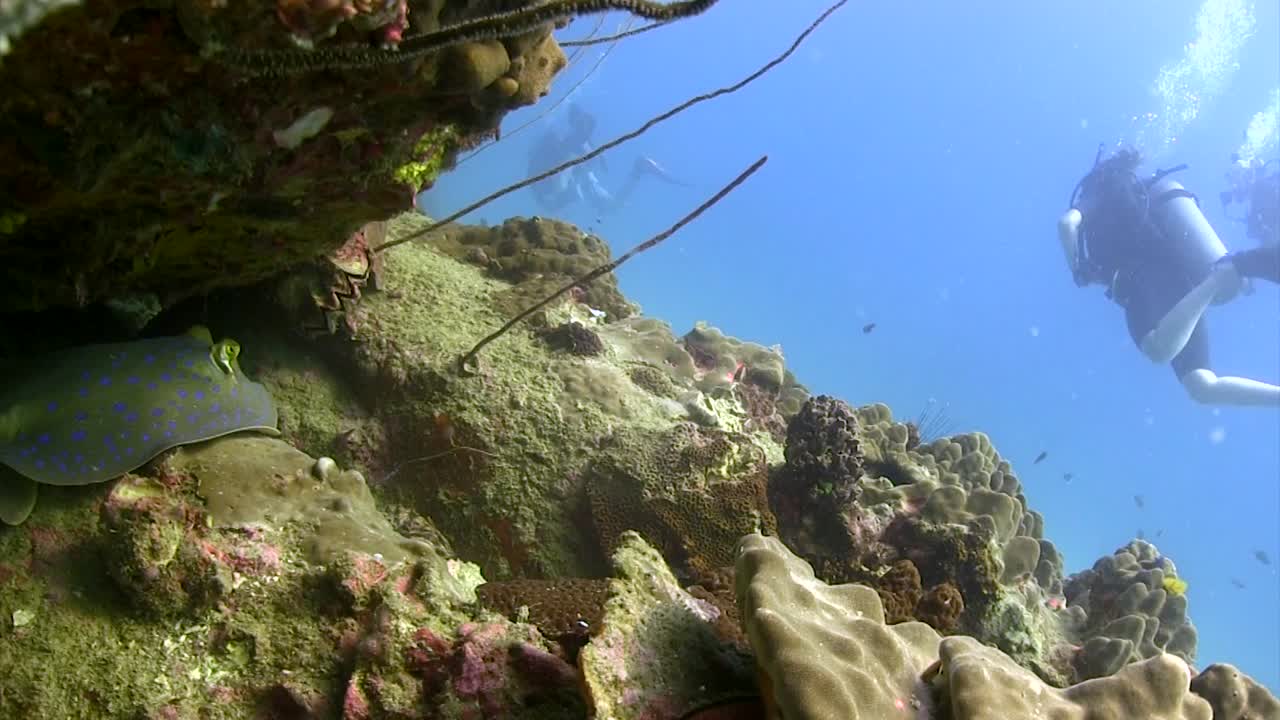 raya manchada azul y buzos
