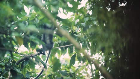 Una-Familia-De-Monos-De-Hoja-Plateada-O-Lutung-Plateado-En-La-Vida-Silvestre