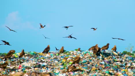 Flock-of-Eagle-Birds-Flying-on-Landfill-Garbage,-Environmental-Impact