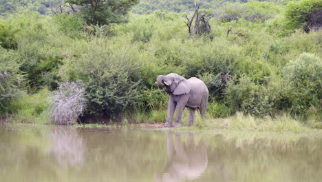 african elephant (loxodonta africana) bull drinking water from tlopi dam, marakele n.p. south-africa.