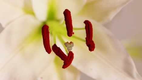 close-up of a white lily's reproductive parts, highlighting stamens and pistil with vibrant red anthers