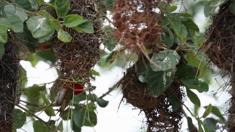 Red-headed-weaver-bird-flies-into-nest-and-continues-building,-South-Africa,-static-close-up