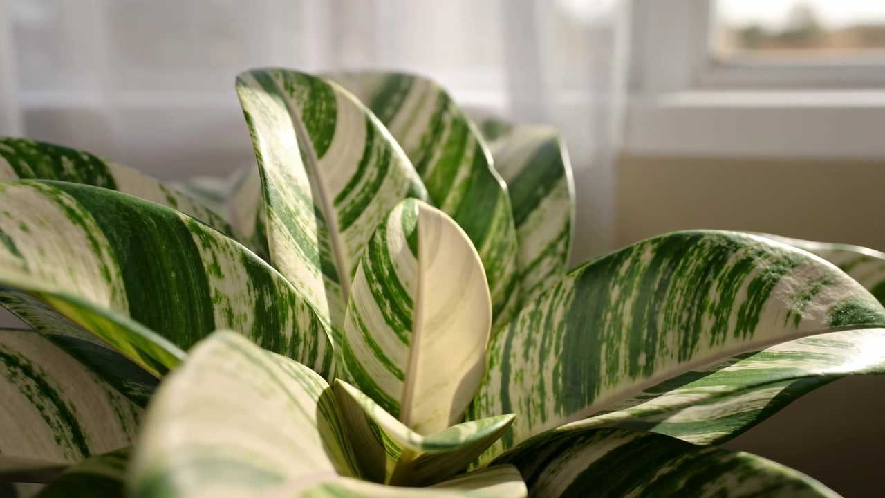 Una pianta variegata è osservata in un ambiente interno, con un'atmosfera neutra e una vista ravvicinata, leggermente angolata di lato. La scena presenta una finestra con tende e una cornice di legno