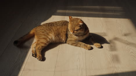 ginger cat relaxing on light-colored wooden floor