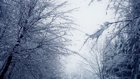 walking on winter forest with leafless tree branches covered with snow