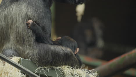 close up of cute moment endangered baby western chimpanzee gripping onto mother in zoo habitat as she protects them surrounded by hay