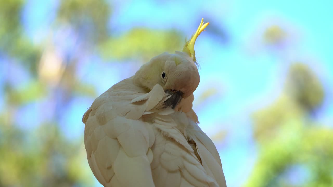 cacatúa salvaje con cresta de azufre, cacatua galerita con cresta amarilla, acicalándose y arreglando sus hermosas plumas blancas a la luz del día contra un fondo borroso y soñoliento de bokek frondoso, tiro de cerca