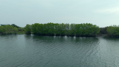 mangroves in a lakeshore and seashore