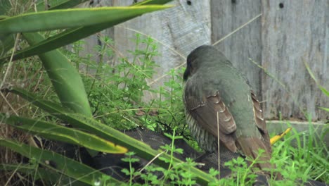 satin bowerbird female eating green weeds grass close up daytime australia, victoria, gippsland, maffra