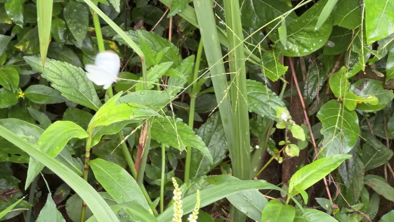 A white butterfly flutters gently among dense green vegetation in a lush, natural environment. The butterfly moves gracefully through the frame, bringing a sense of calm and natural beauty