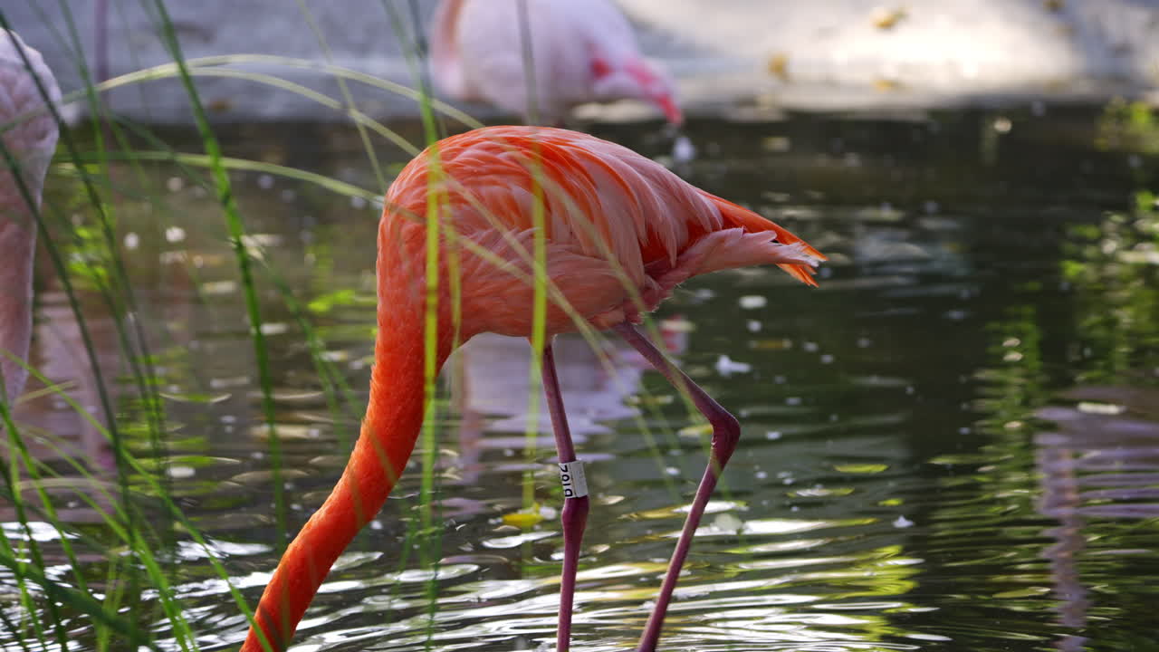 Flamingos in their natural habitat