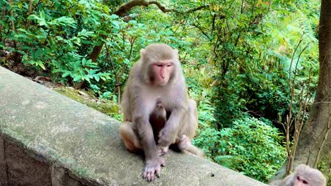 macacos rhesus salvajes en el parque rural kam shan o &quot;monkey hill&quot; en hong kong