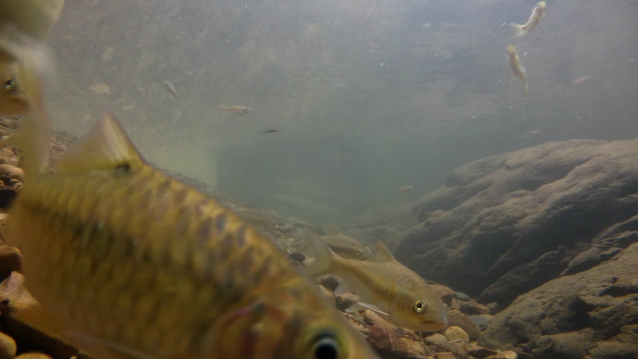el parque nacional kaeng krachan es el hogar de muchos animales salvajes fantásticos y los arroyos son una fuente de vida de agua dulce para que los animales beban y los peces naden.