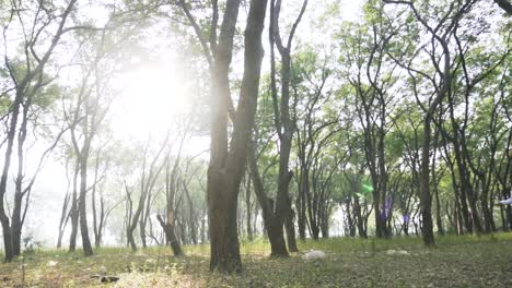 Athletische-Schöne-Frau-Trainiert-Mit-Sprung,-Springseil-Im-Wald