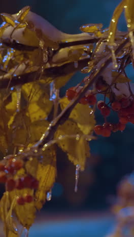 primer plano de una rama de árbol con bayas y hojas de otoño iluminadas bajo un cielo azul profundo, coche pasando con el fondo borroso del edificio residencial
