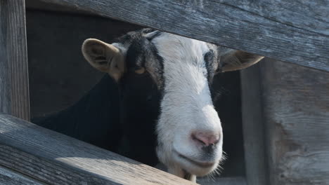Slow-motion-close-up-of-a-goat-as-it-looks-through-a-fence-at-the-camera