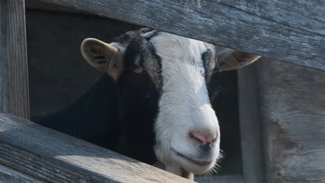 Zeitlupen-Nahaufnahme-Einer-Ziege,-Die-Durch-Einen-Zaun-In-Die-Kamera-Blickt