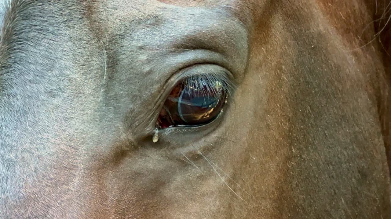 Close-up view of a horse’s eye, showcasing the animal’s detailed skin texture, fine hair, and calm expression, highlighting the beauty and grace of equine features