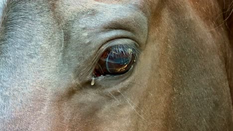 close-up view of a horse’s eye, showcasing the animal’s detailed skin texture, fine hair, and calm expression, highlighting the beauty and grace of equine features