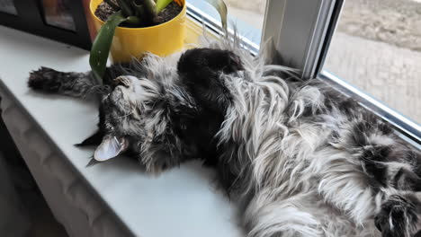 Maine-coon-feline-napping-on-window-case,-beautiful-fluffy-cat-stretch-it´s-paws