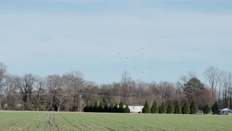 flock-of-turkey-vultures-circling-in-sky