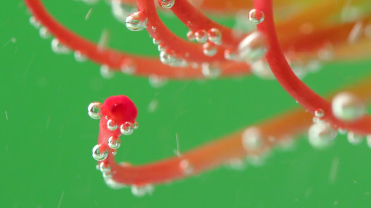 Close-up of flower stem with bubbles