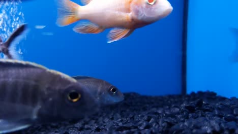 Closeup-of-a-catfish-surrounded-by-other-fish