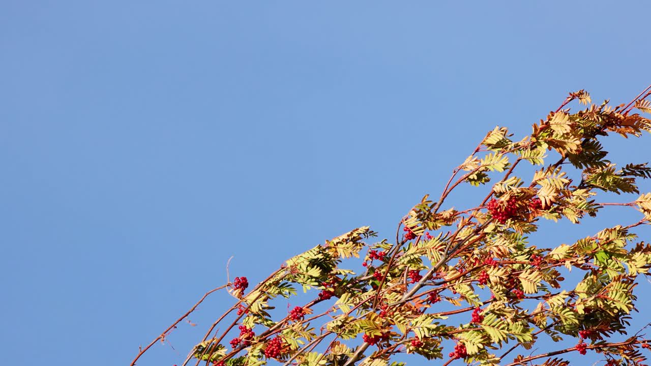 Colorful autumn leaves on tree branches move in strong wind under bright daylight, captured with a steady camera and clear blue sky background