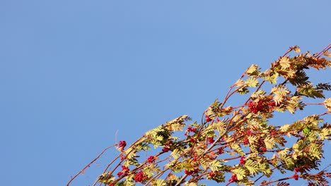 colorful autumn leaves on tree branches move in strong wind under bright daylight, captured with a steady camera and clear blue sky background