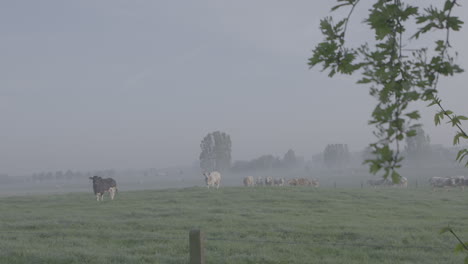 cows walking in a field in the morning with dew slowmotion log