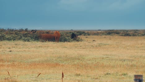 a herd of cows grazes on the ree range pasture on the danish coast