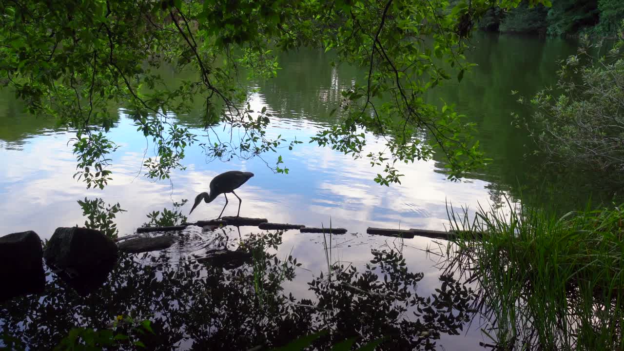 도쿄의 shakujii 공원에는 다양한 새와 식물이 있습니다.