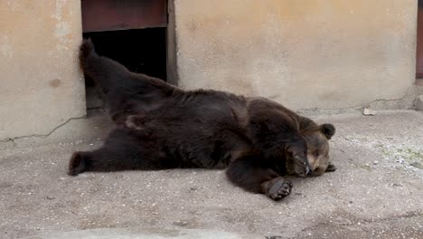 brown bear (ursus arctos) sleeping on the ground