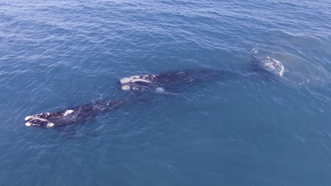 ballenas nadando en línea durante la migración a las áreas de alimentación - toma aérea