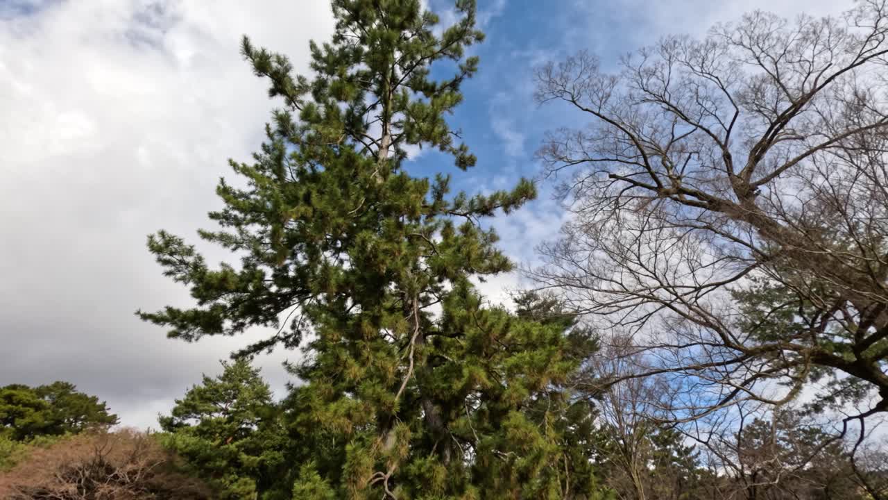 공원의 나무 위로 이동하는 구름의 시간 간격
