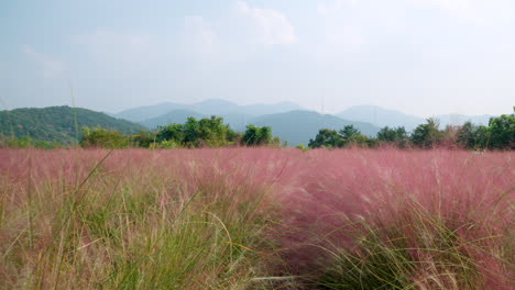 pov walking through pink muhly field with scenic mountain range background