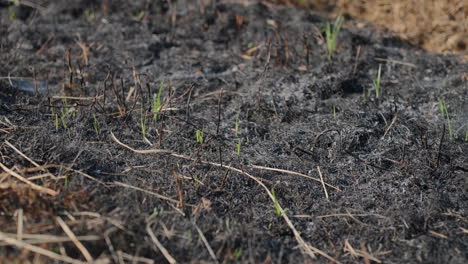 close-up of charred remains in a burned rice field with new green shoots emerging, showcasing the regeneration of crops after stubble burning in indonesia.