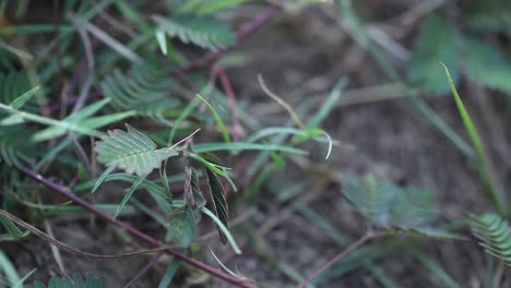 tocar mimosa pudica la planta vergonzosa - encogerse