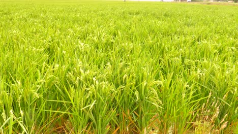 high angle shot over a green paddy field in the ebro delta in catalonia, spain at daytime
