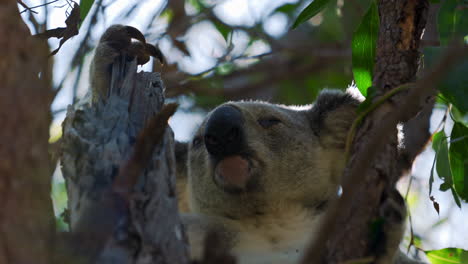 cute koala bear sitting on a tree