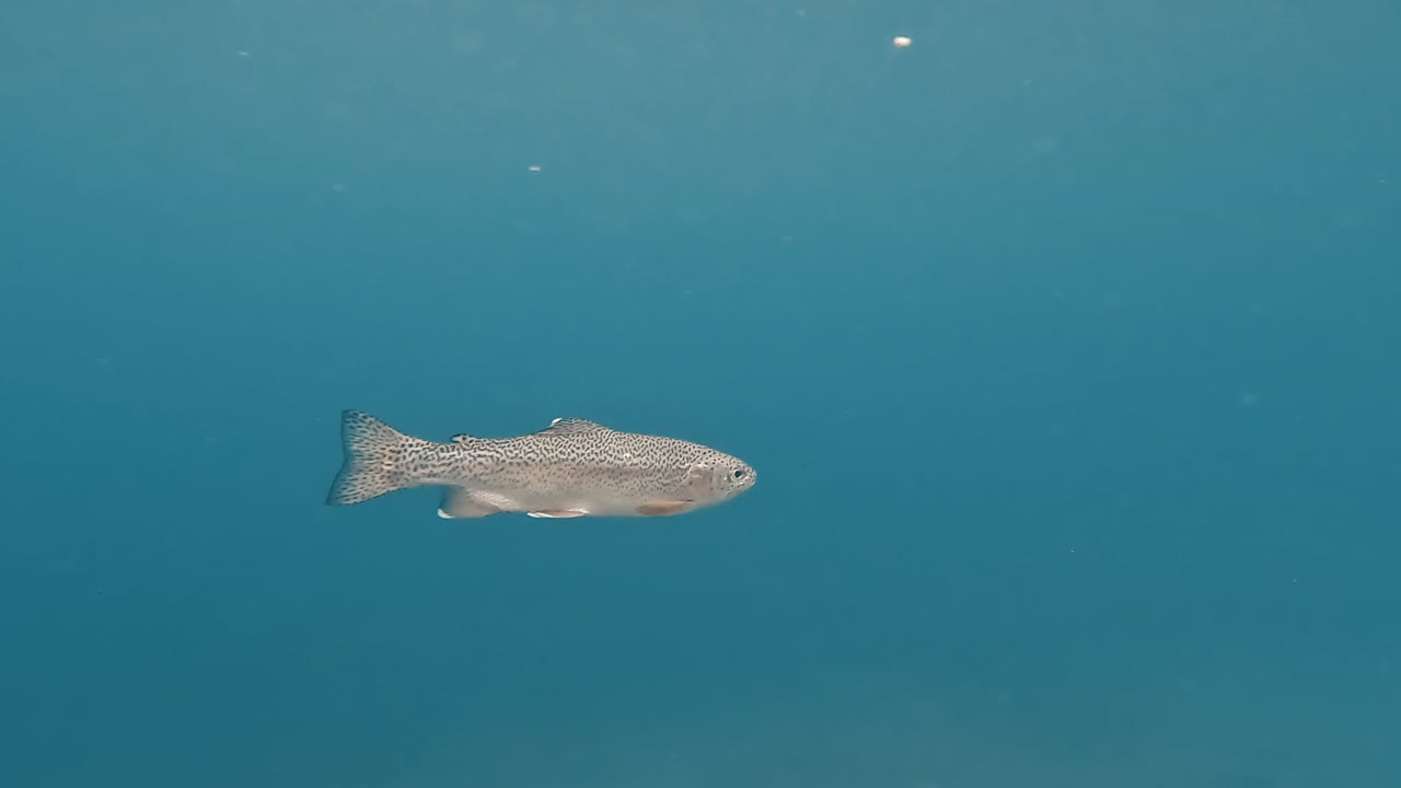 산악 호수에서 슬로우 모션 다이빙
