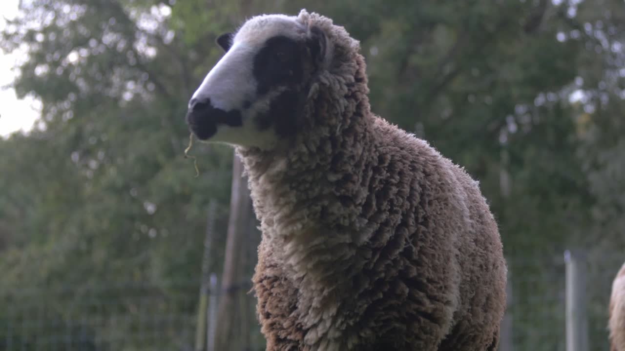 A Big Furry Romeldale Sheep Walking Around The Green Field On A Fine Day In New Zealand - Wide Shot
