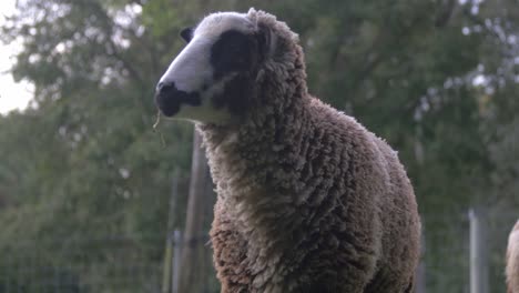 a big furry romeldale sheep walking around the green field on a fine day in new zealand - wide shot